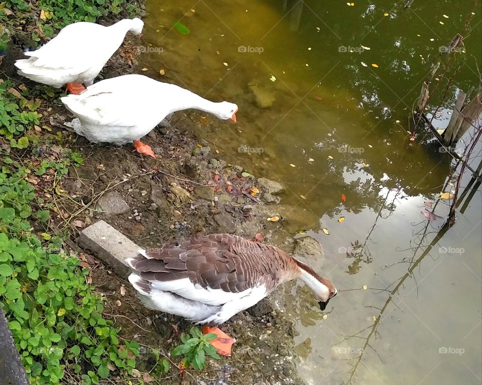 Goose on the pond