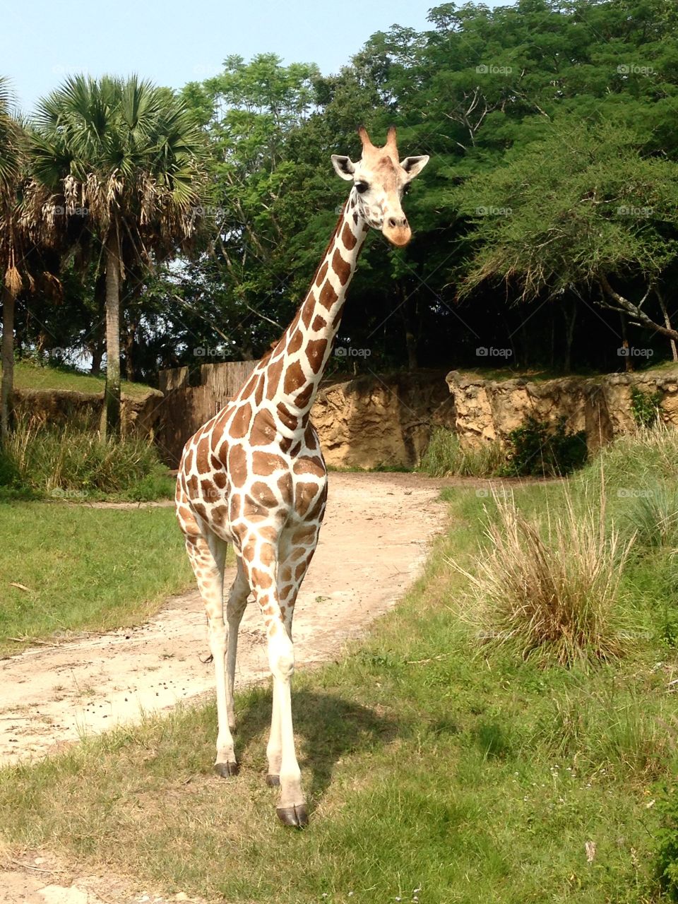 Giraffe . Photo of giraffe taken on safari ride in Disney's Animal Kingdom