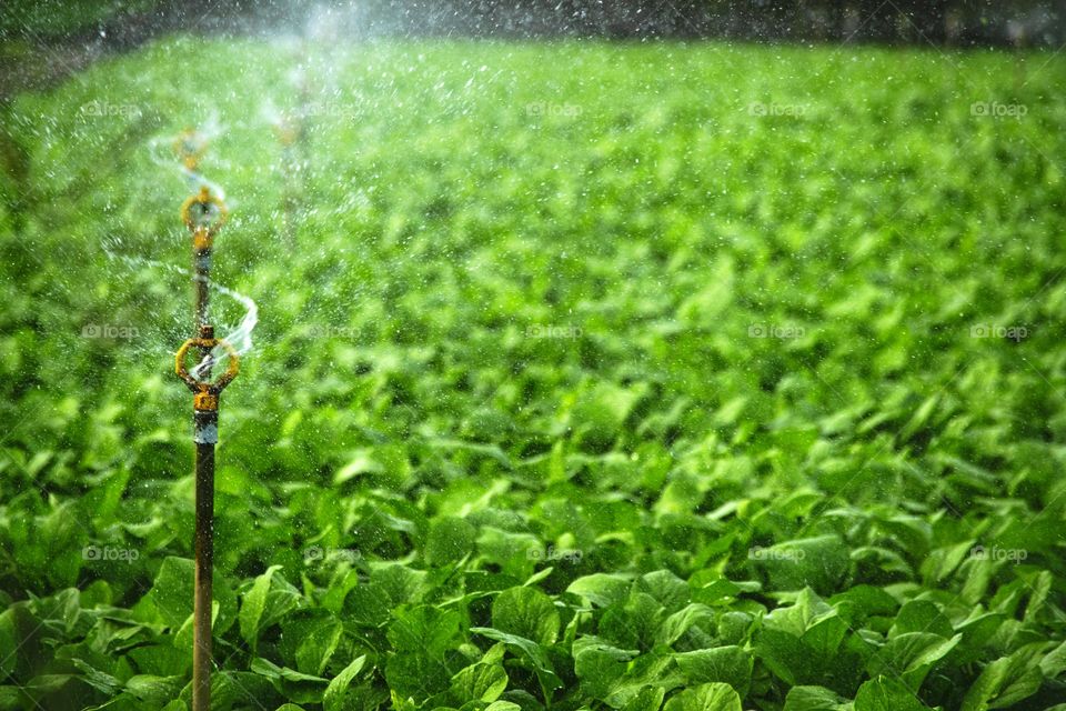 Irrigation Equipment spraying vegetable