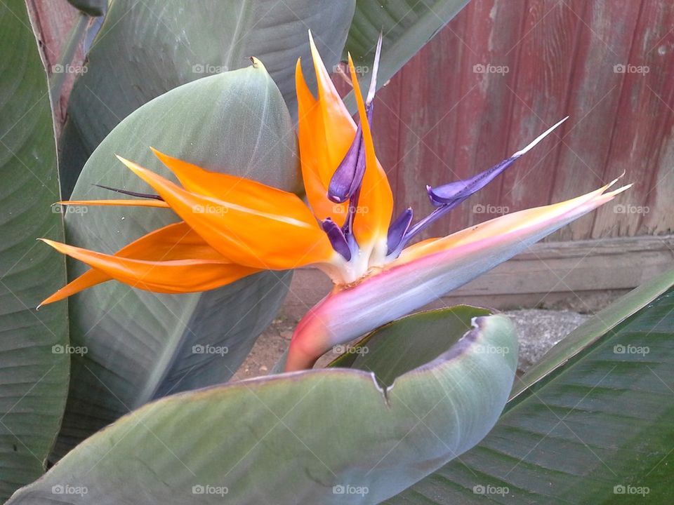 Bird of Paradise