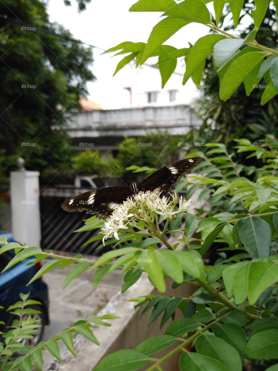 a beautiful black butterfly in my garden sitting on a curry leaves plant