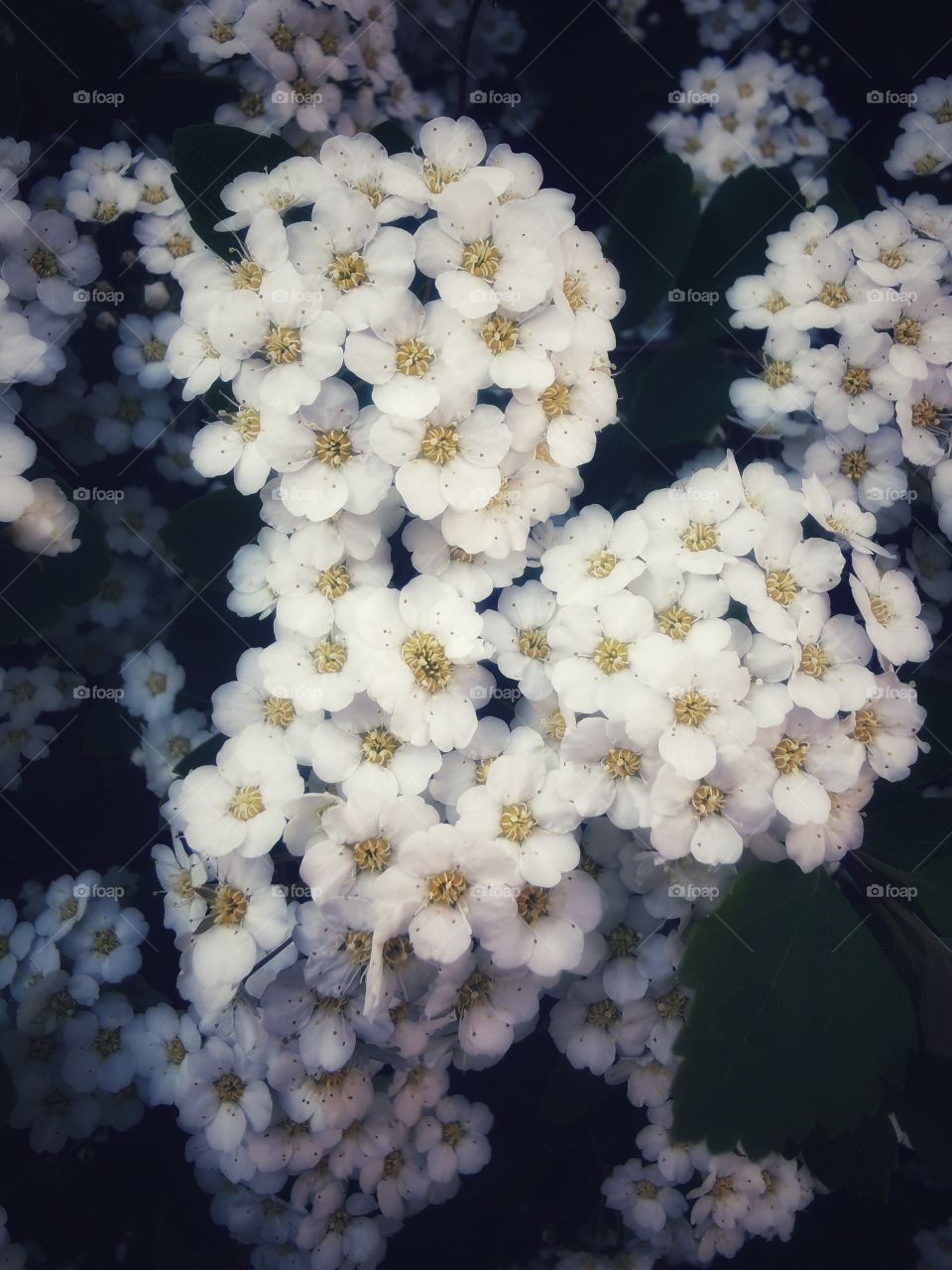 Forest day outdoor nature greens wild forest greens sky clouds moody