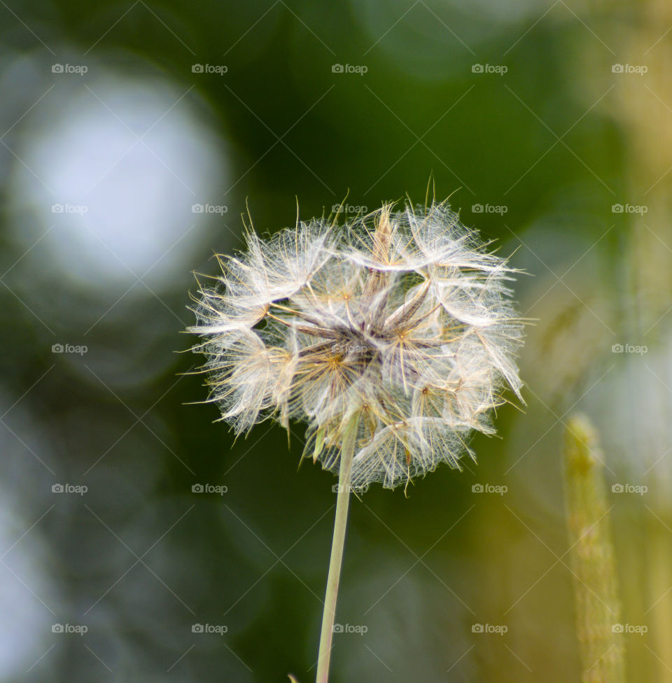 flower gone to seed