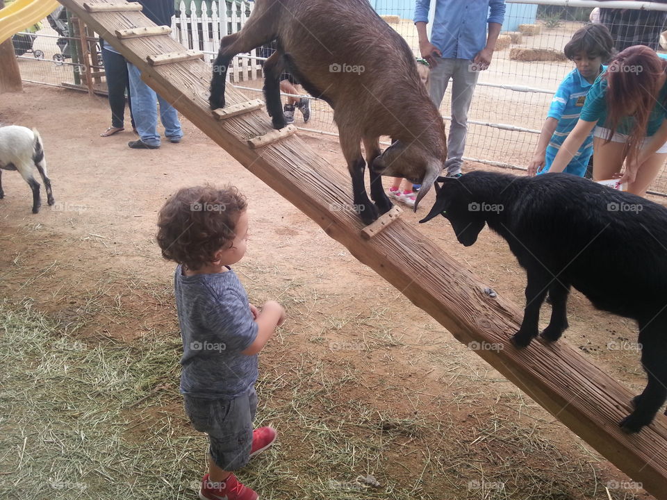 Boy and Two Goats Locking Horns.