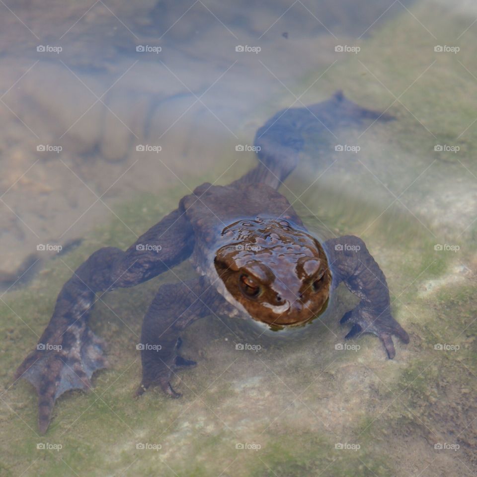Frog