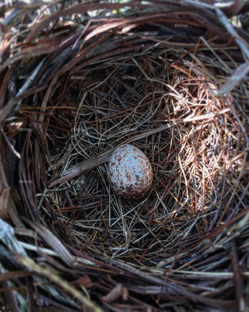 Egg and nest 