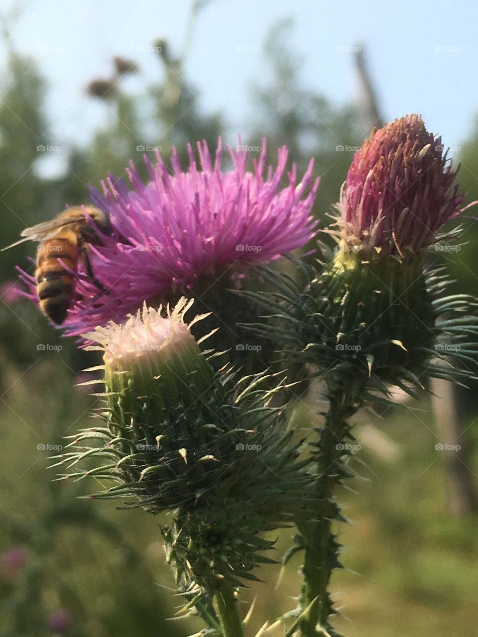 Bee and thistle 