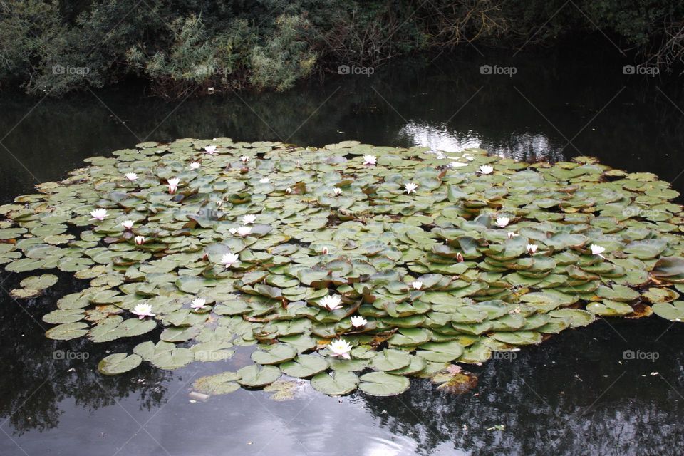 Water lily