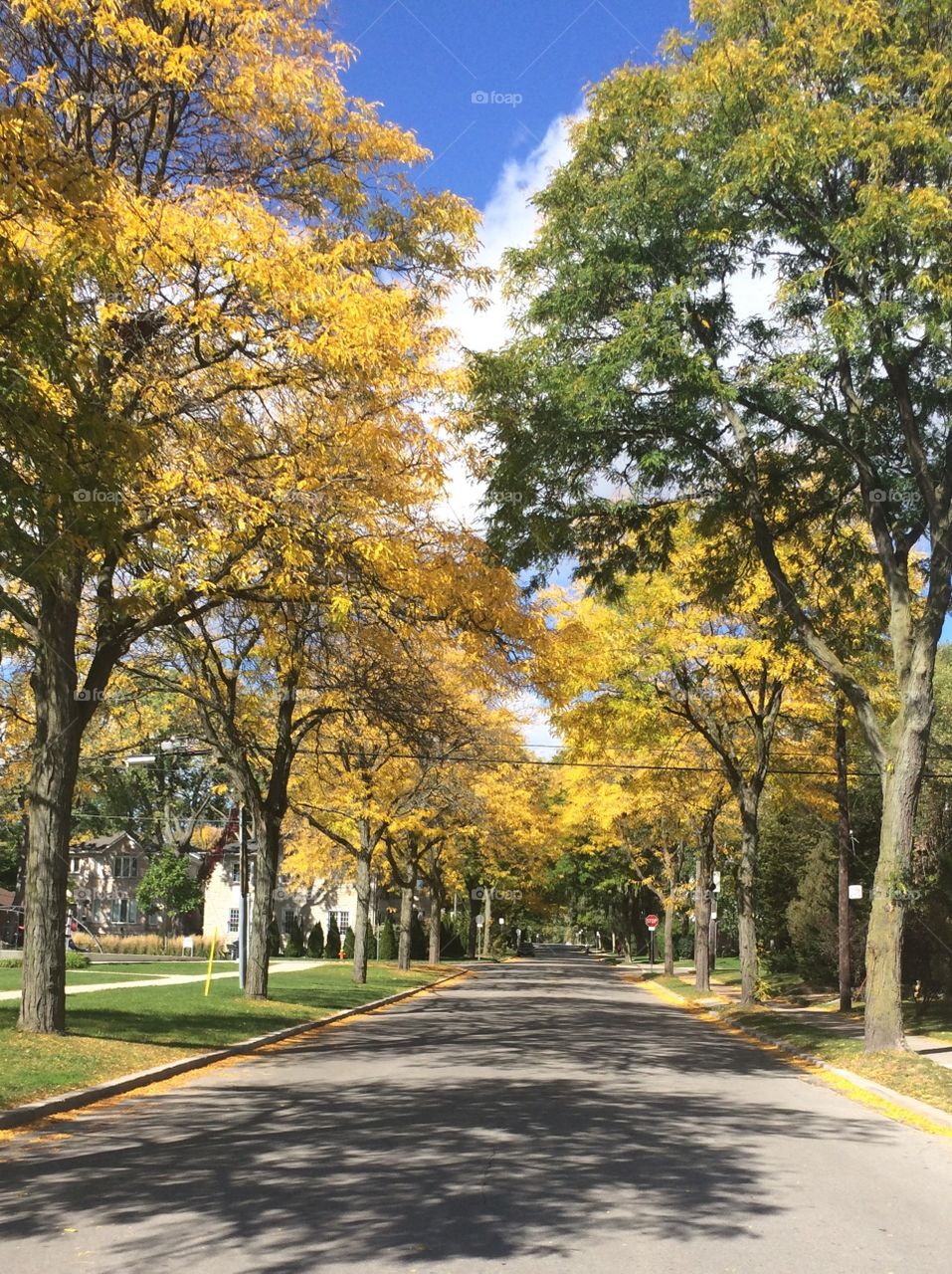 Golden autumn 