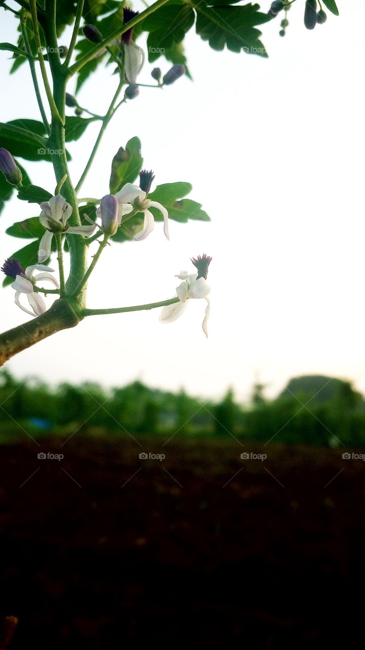 the beautiful and small flowers on tree
