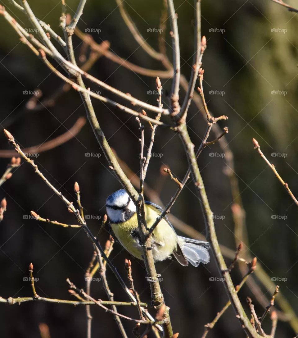 Bird Photography