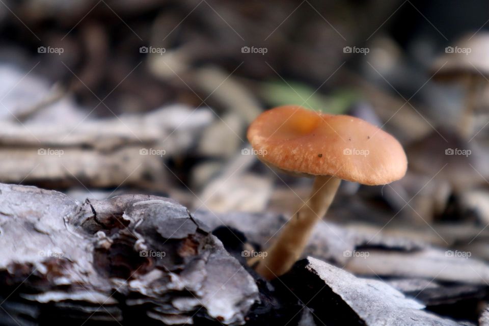 Mushroom growth from ground 