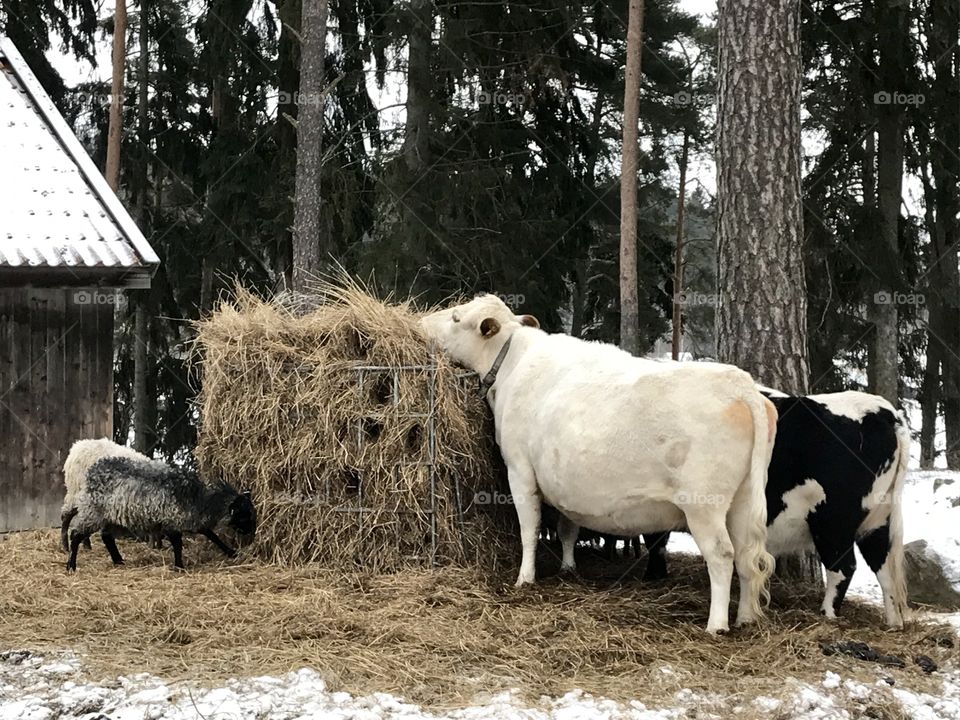 Cow feeding on hay in winter 