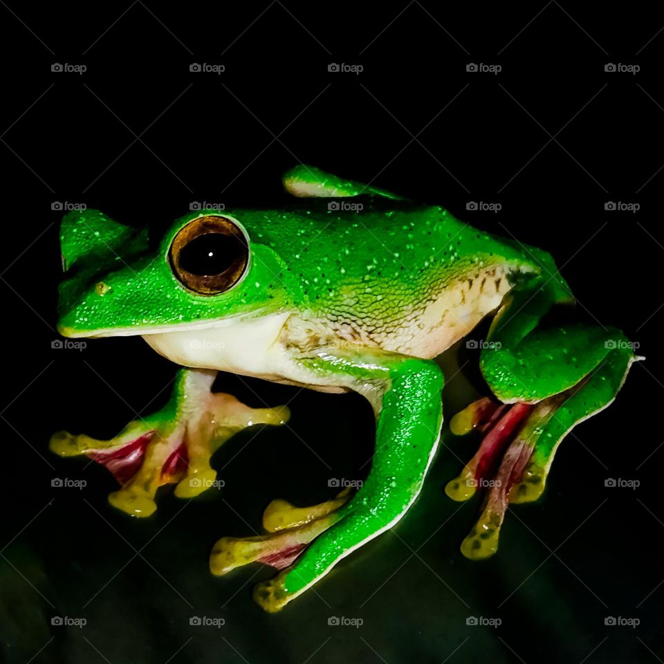 frog