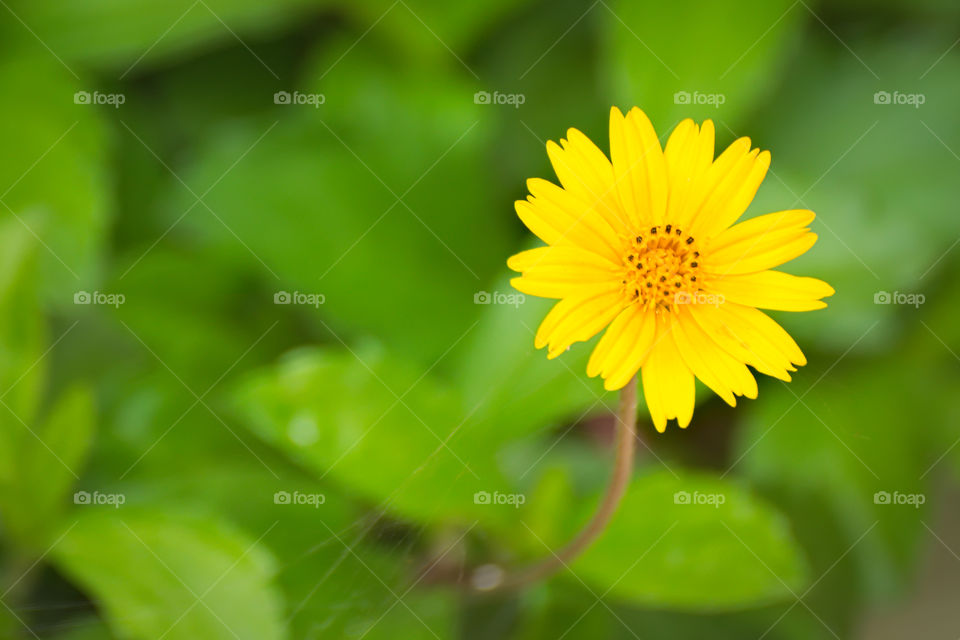 Vibrant yellow flower in a garden