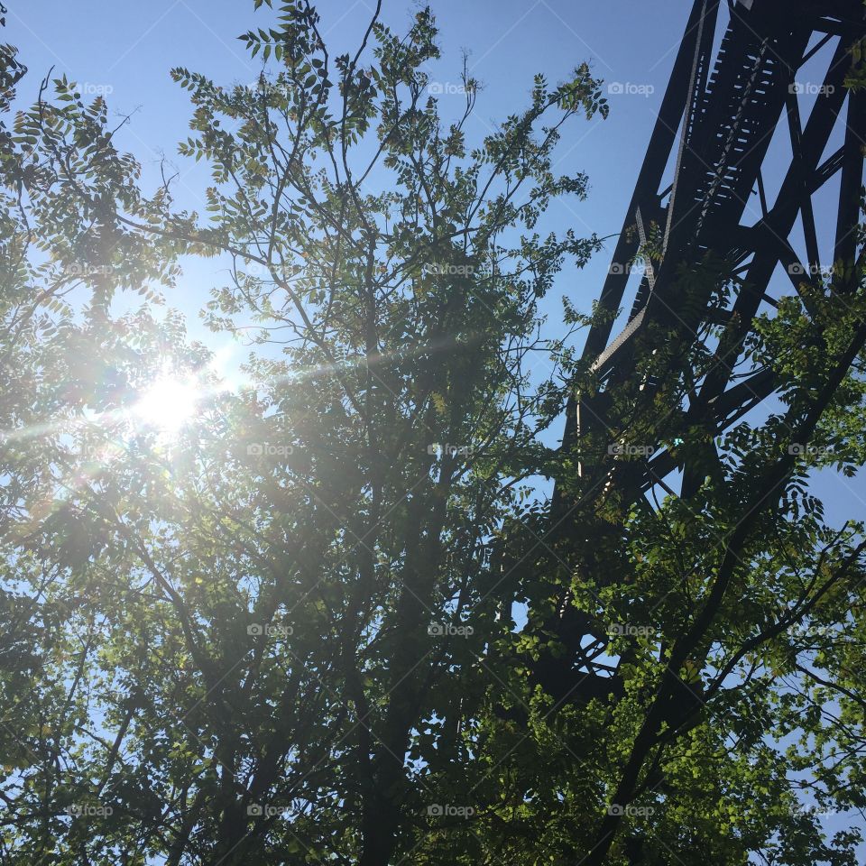 Tree, Nature, Wood, Landscape, Sky