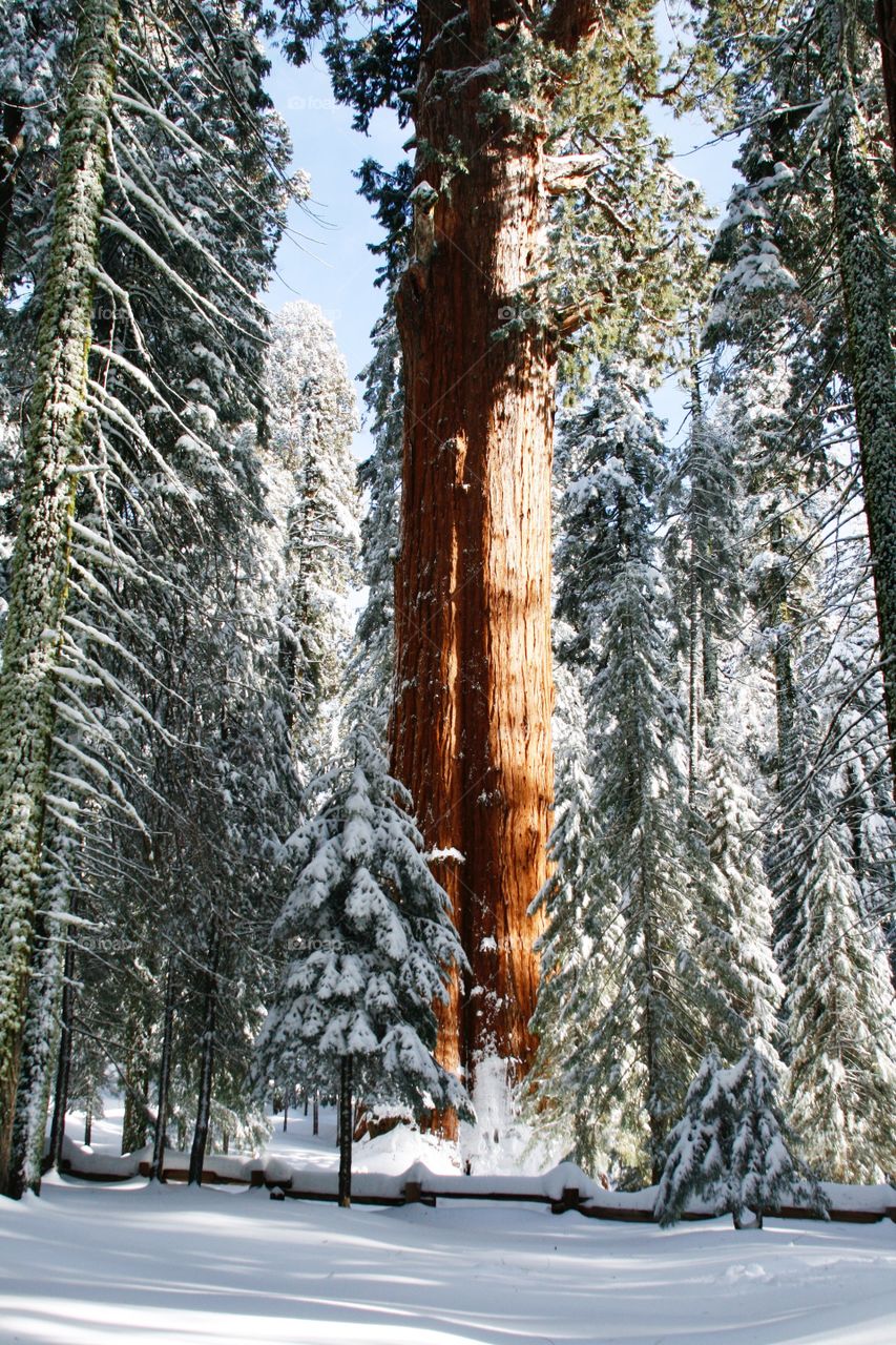 Sequoia and pine trees 