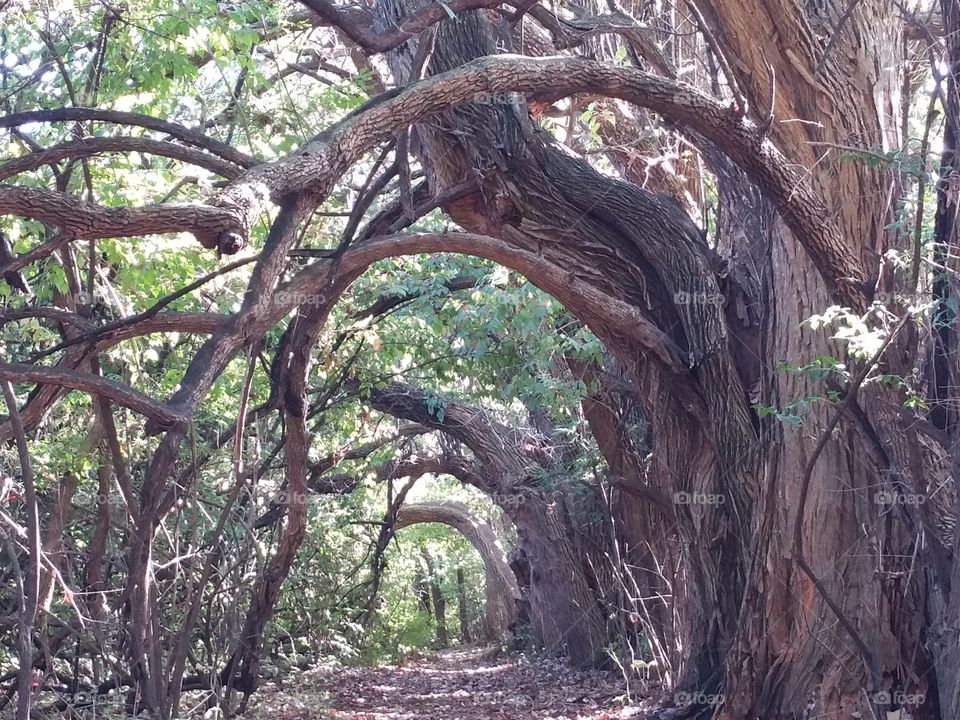 Enchanted Forest. Beautiful day at the park