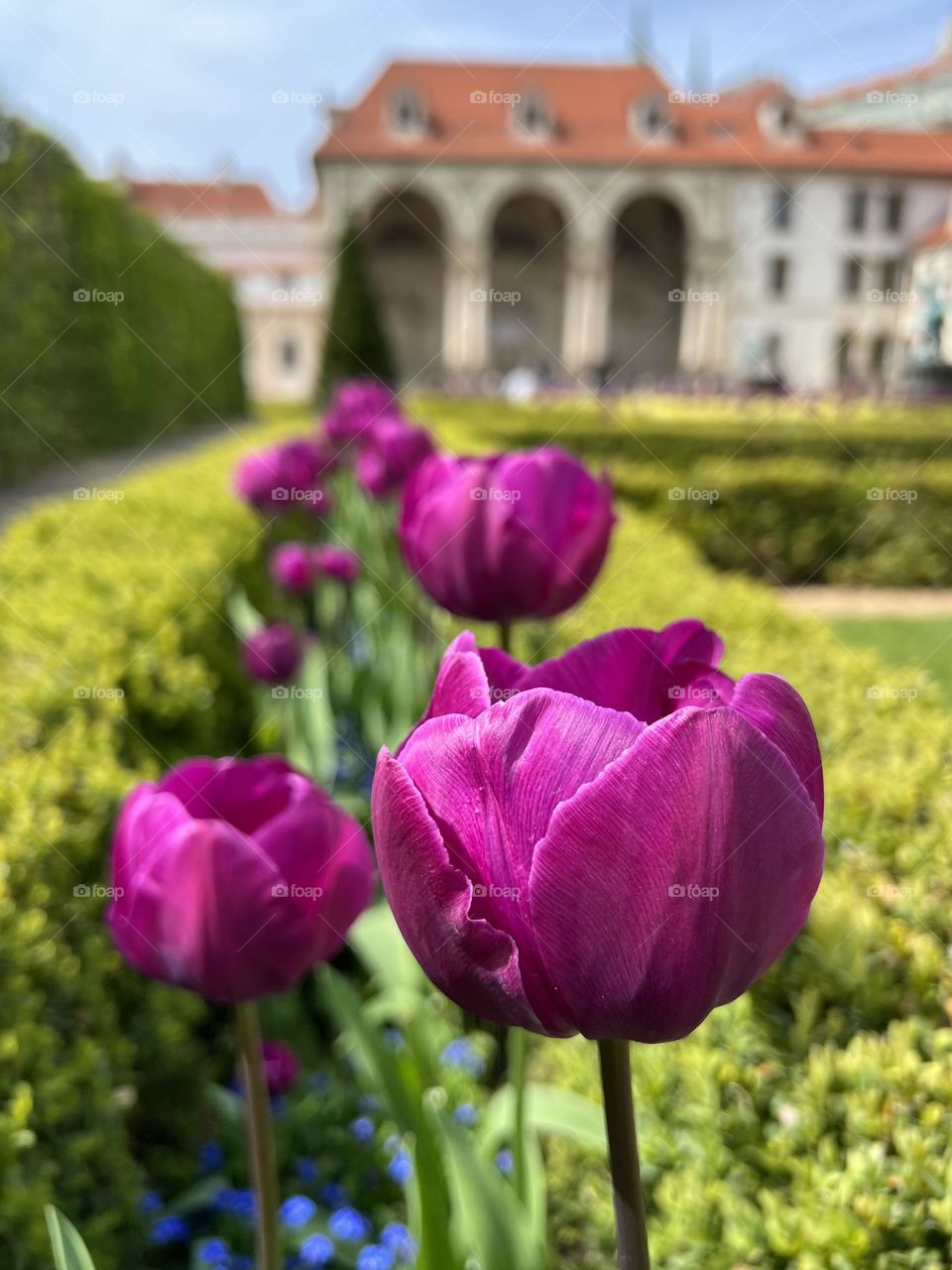 Blooming tulips