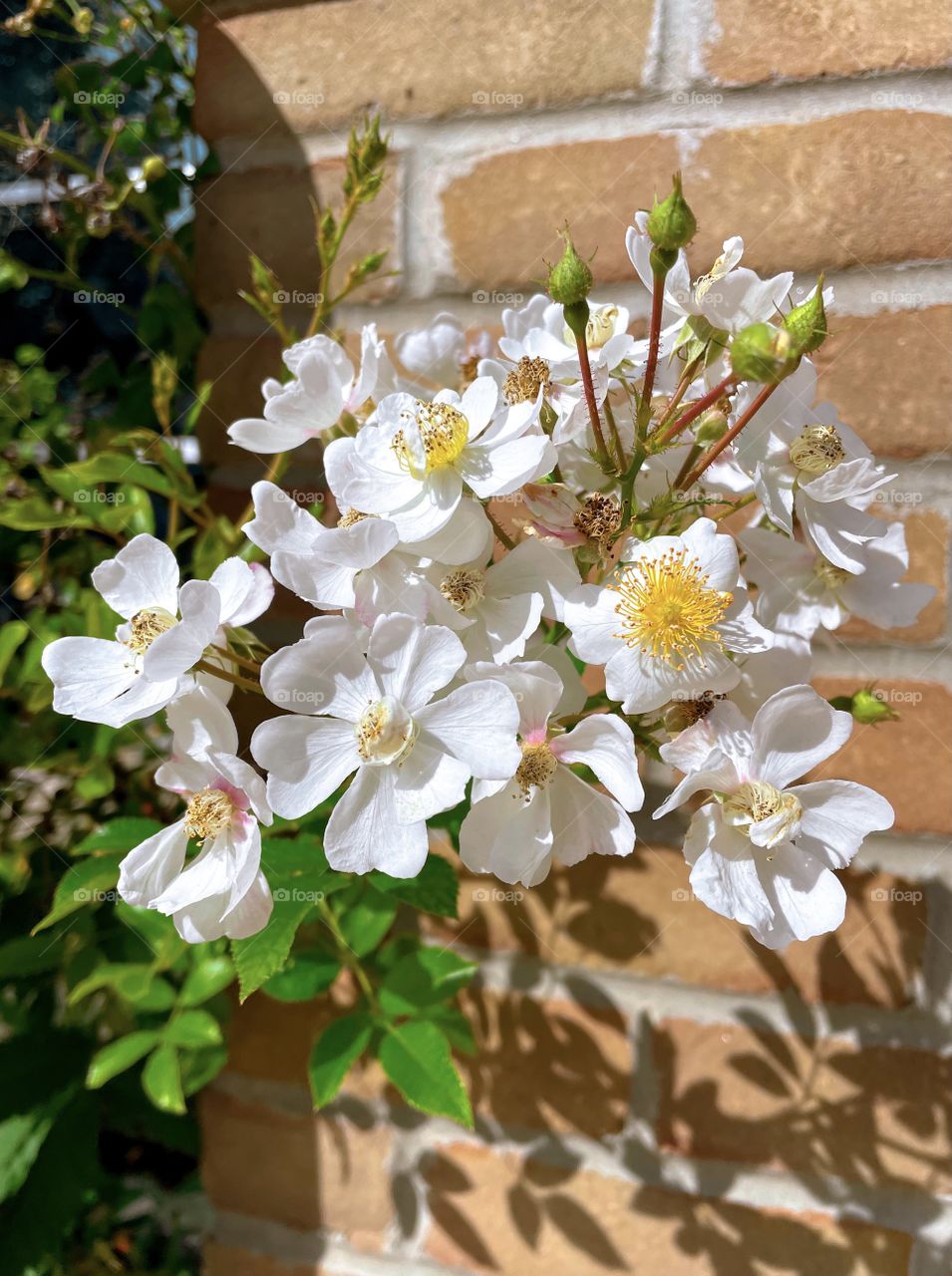 Plant flowers mother nature outdoors earthy blossoming stem Green White brick blooming Beautiful plants leafs petals botany