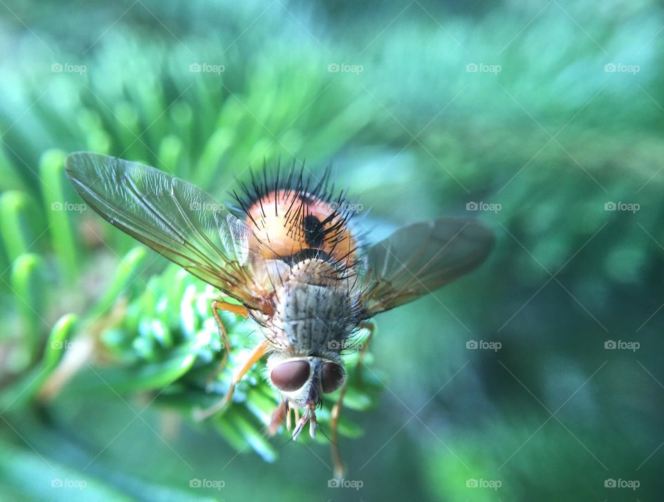 Amazing photograph of a fly on the top of a plant.