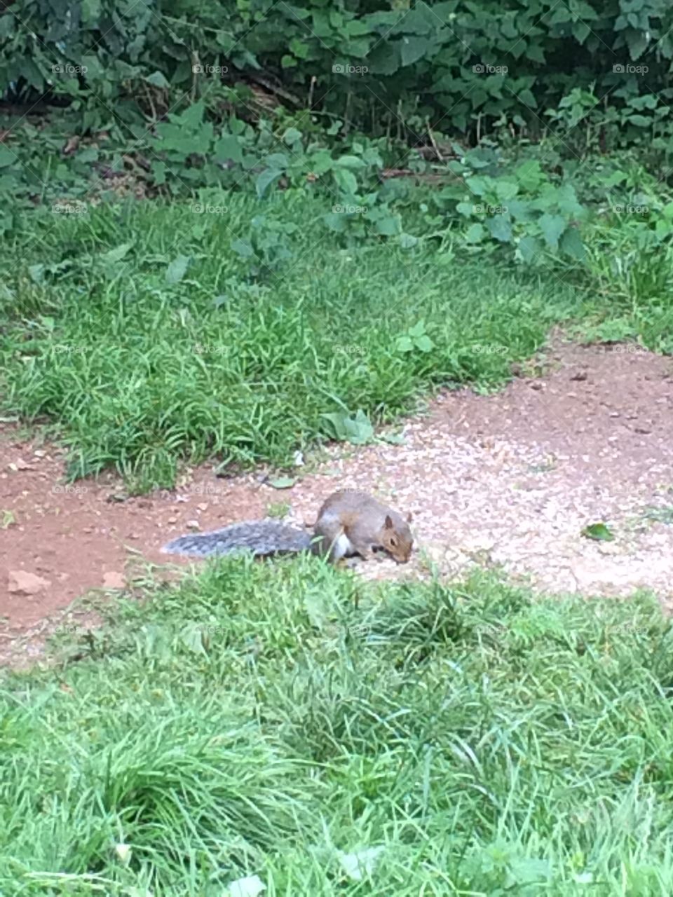 Grey Squirrel at Calk Abbey