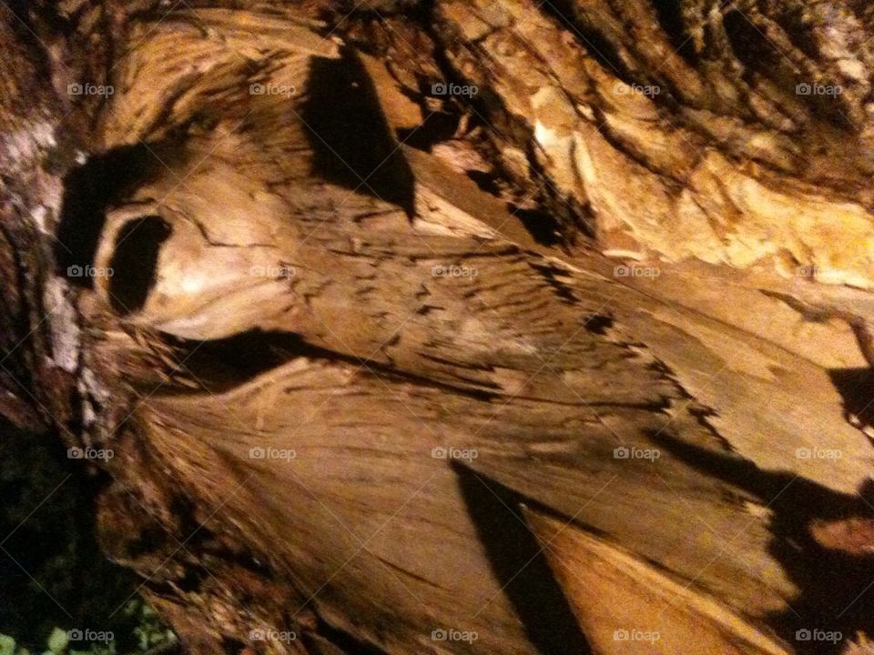 OKC bomb memorial tree