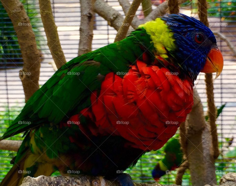 Close-up of a parrot perching on the tree branch