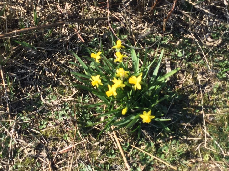 Blossoming Tulips in the Garden 