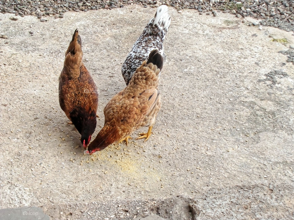 Hens Feeding