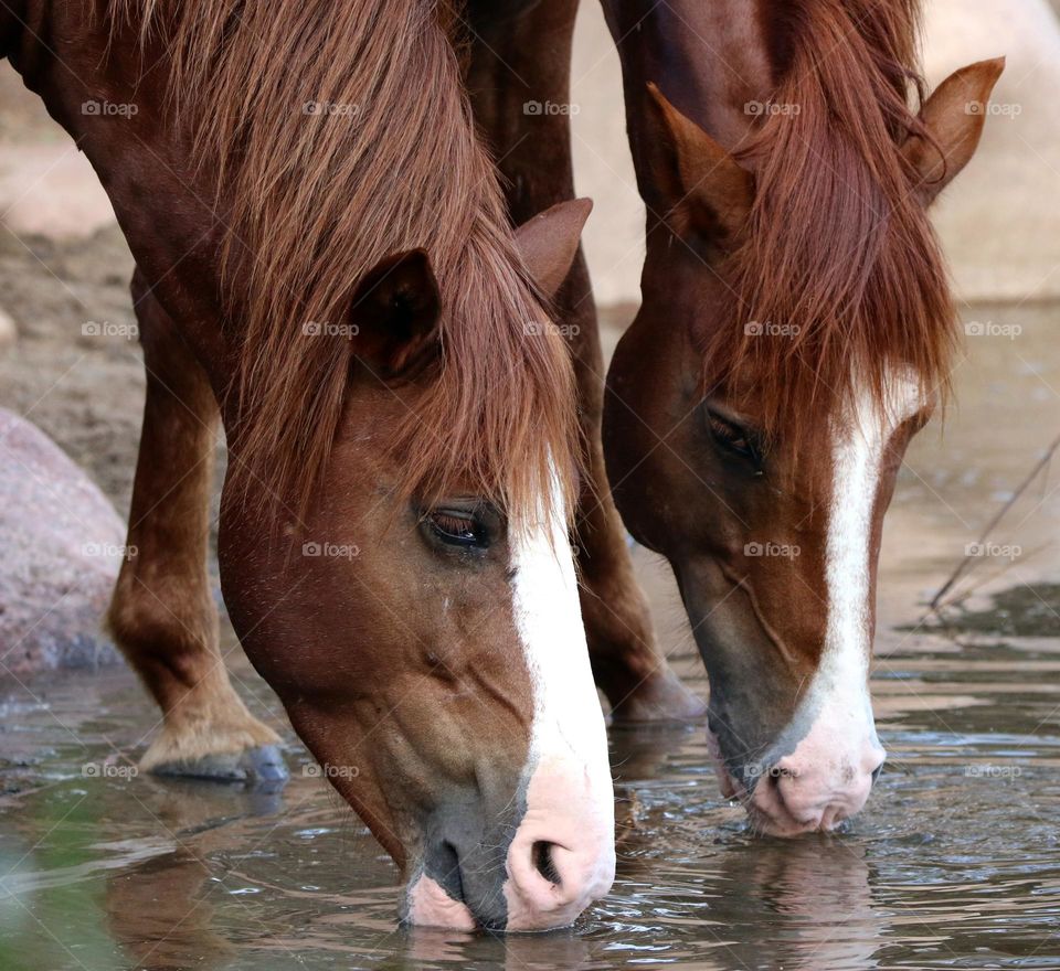 Wild Horses Drinking in River