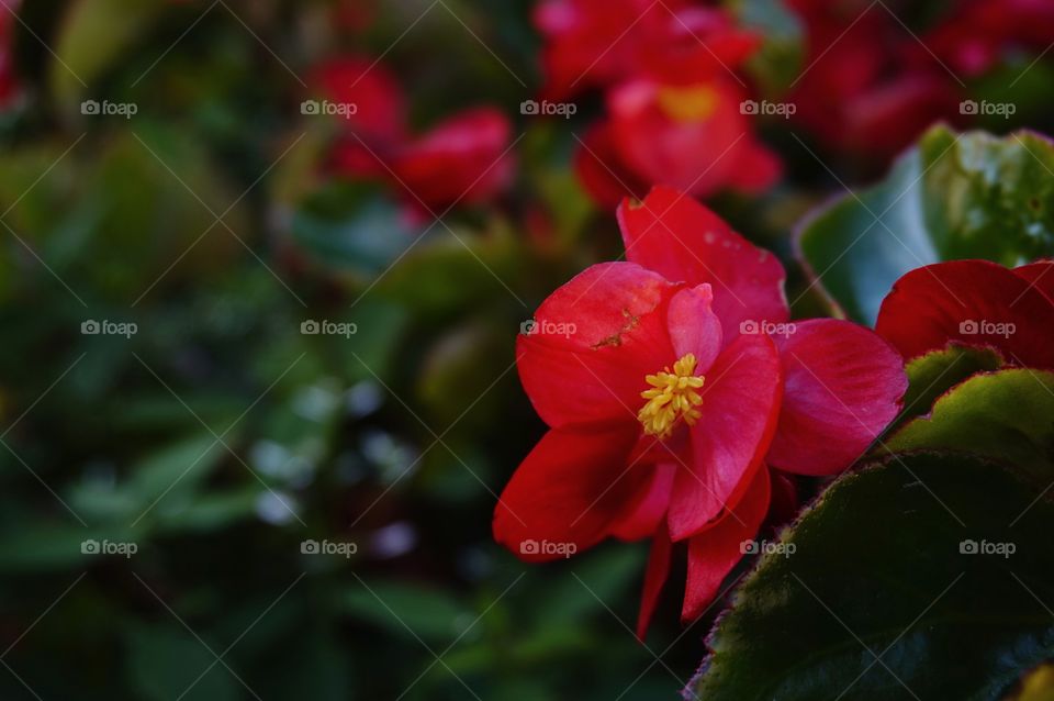 Red Flower