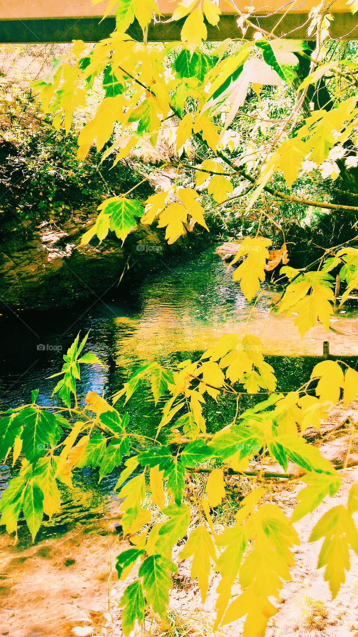 fall colors. fall colors