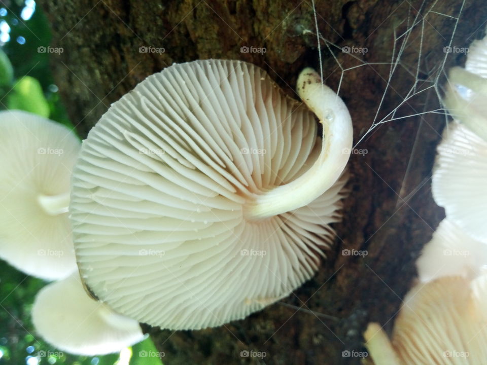 No Person, Nature, Mushroom, Fungus, Wood