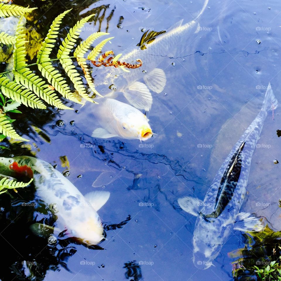 carps in the pond