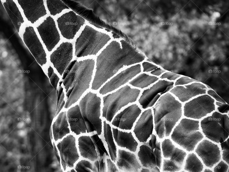 body of giraffe on a black and white photo