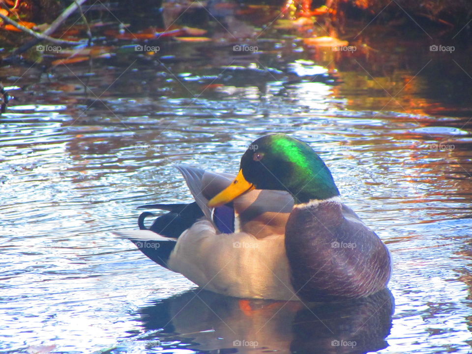 Water, Pool, Duck, Swimming, Lake