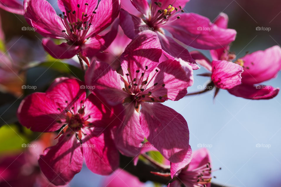 Beautiful pink flowers in spring blossom