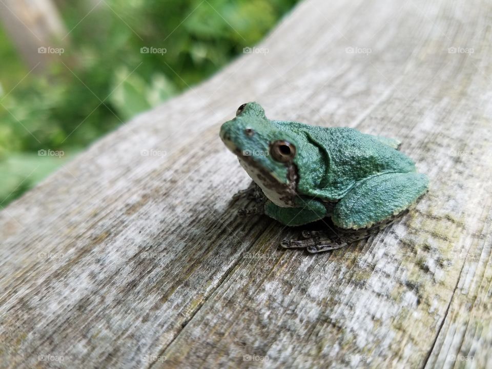 Nature, No Person, Wood, Leaf, Frog