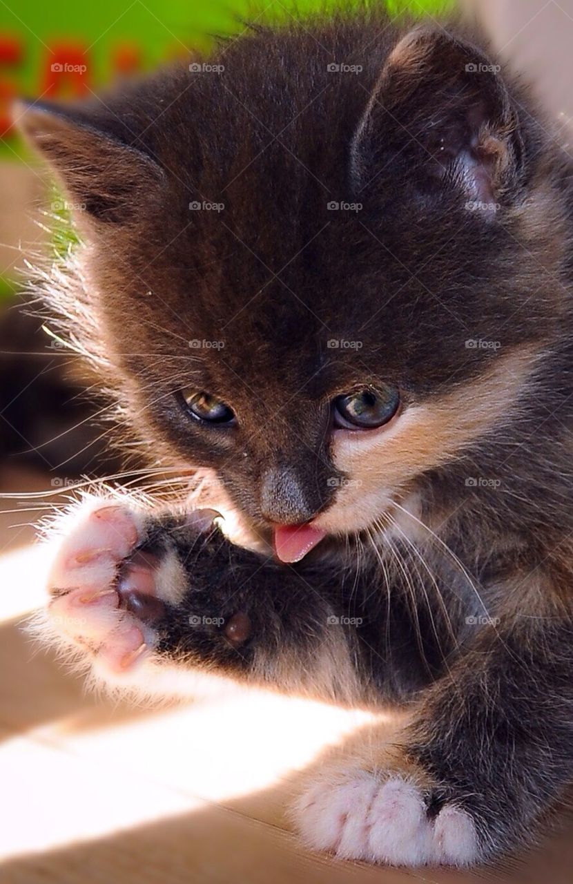 Cute kitten washing Itself