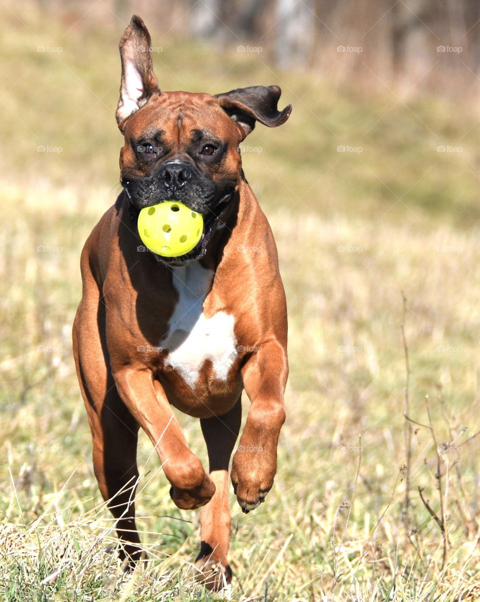 Fun animals and pets, boxer running with a ball