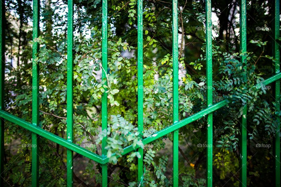 Leaf, Garden, Nature, Flora, Desktop