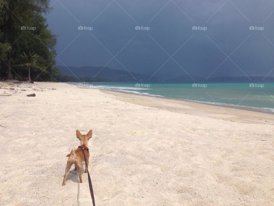 Alone in the beach