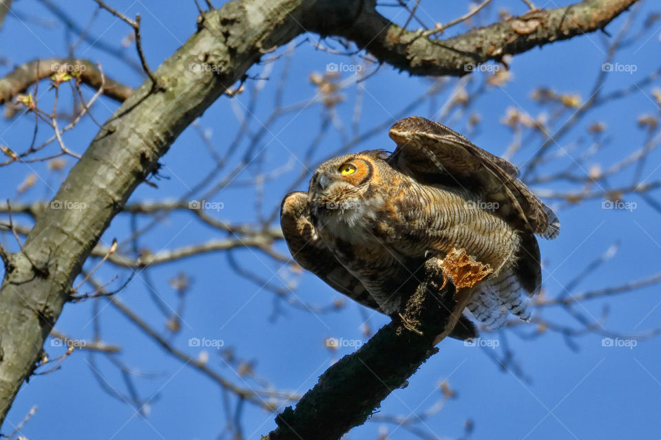 Great Horned Owl takes off