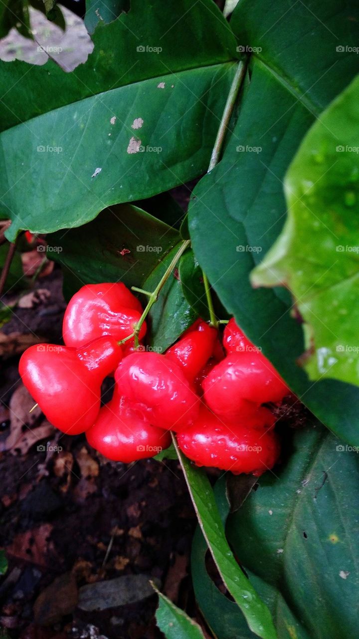 Red guava ready to be harvested