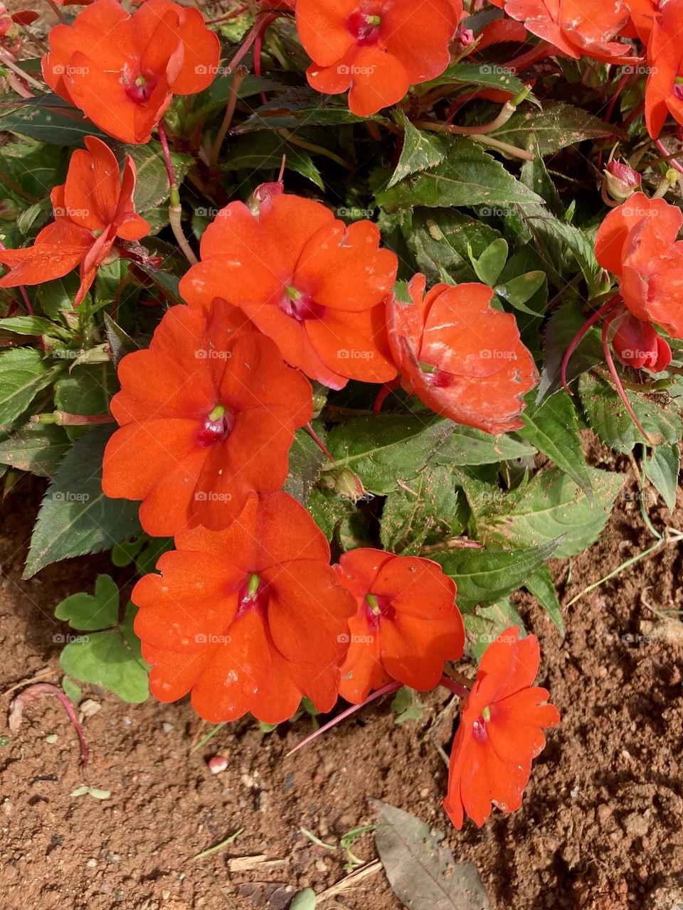 🌹 🇺🇸 Very beautiful flowers to brighten our day.  Live nature and its beauty. Did you like the delicate petals? / 🇧🇷 Flores muito bonitas para alegrar nosso dia. Viva a natureza e sua beleza. Gostaram das pétalas delicadas? 