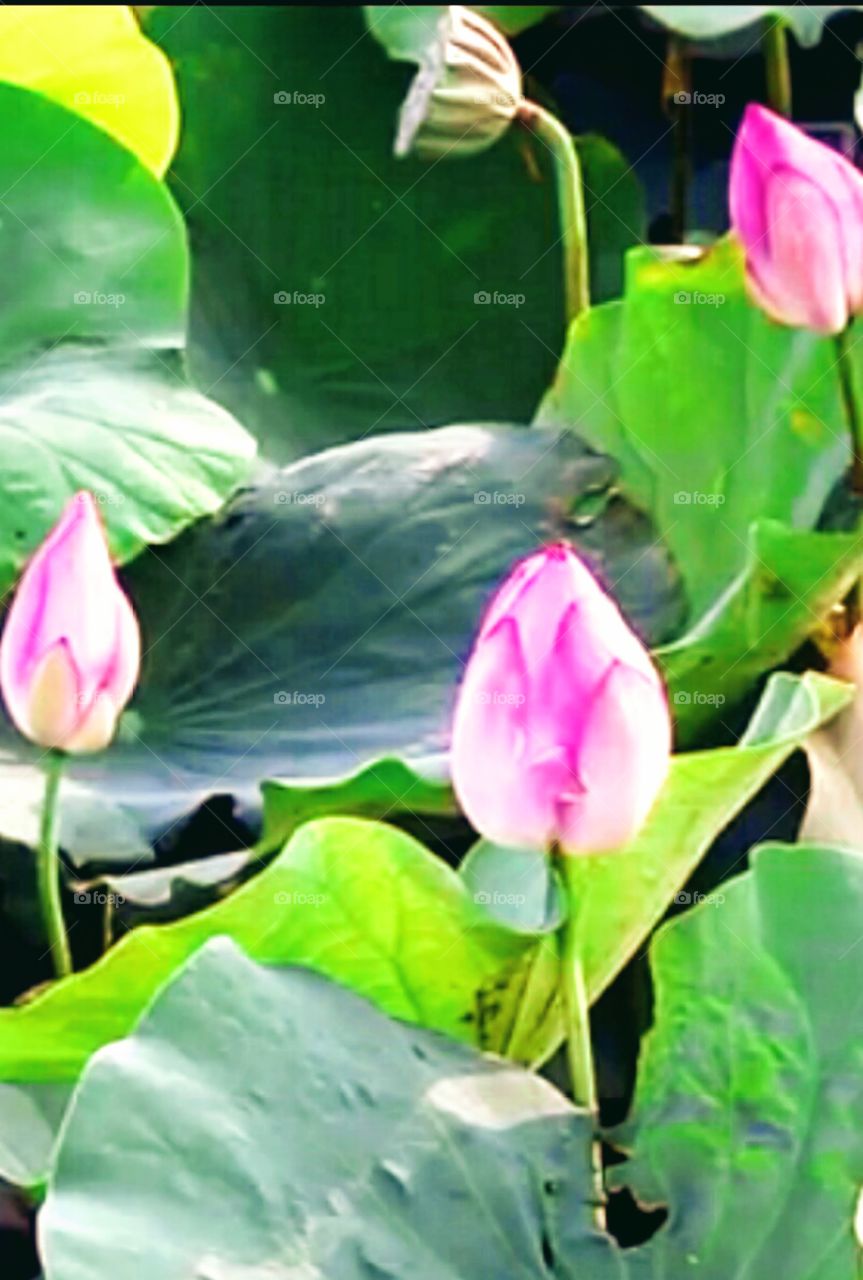 pink lotus flowers