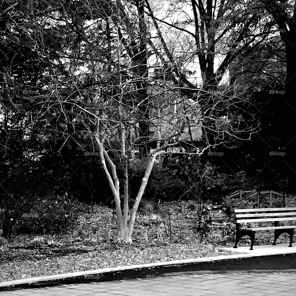 Lone tree with bench