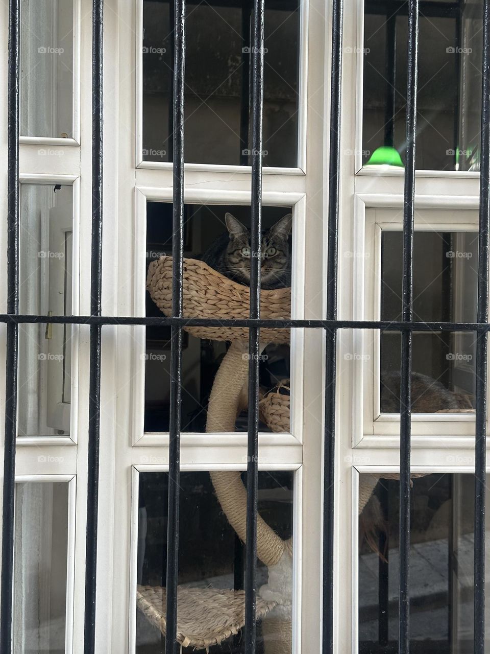 Cat in the window 