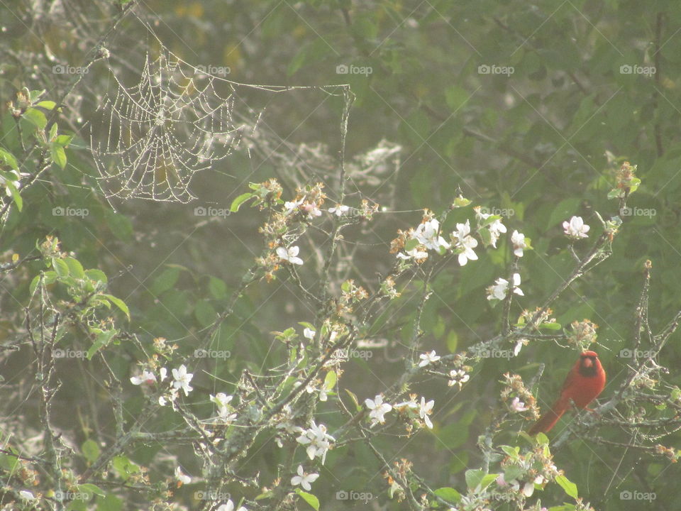 Tree, Nature, Outdoors, No Person, Flower